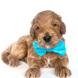 Griffin - Apricot male Goldendoodle puppy in Mount Pleasant, Tennessee from Doodle My Heart