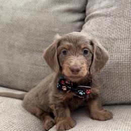 Dachshund Puppies from Chivi Paws