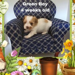 Green parti boy - Parti male Yorkshire Terrier puppy in Inverness, Florida from Luvayorkie&more