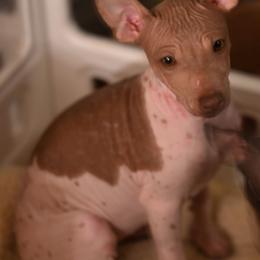 Xenon - White and chocolate female American Hairless Terrier puppy in Claremont, New Hampshire from Melanie Bell