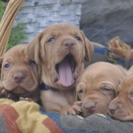 Vizslas from Kaylee’s Vizslas