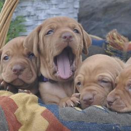 Vizslas from Kaylee’s Vizslas