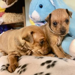 Miniature Pinscher Puppies from Nizhoni Miniature Pinschers of AZ