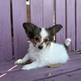 Scooby - White and sable male Papillon puppy in Powell, Wyoming from Heart Mountain Kennels