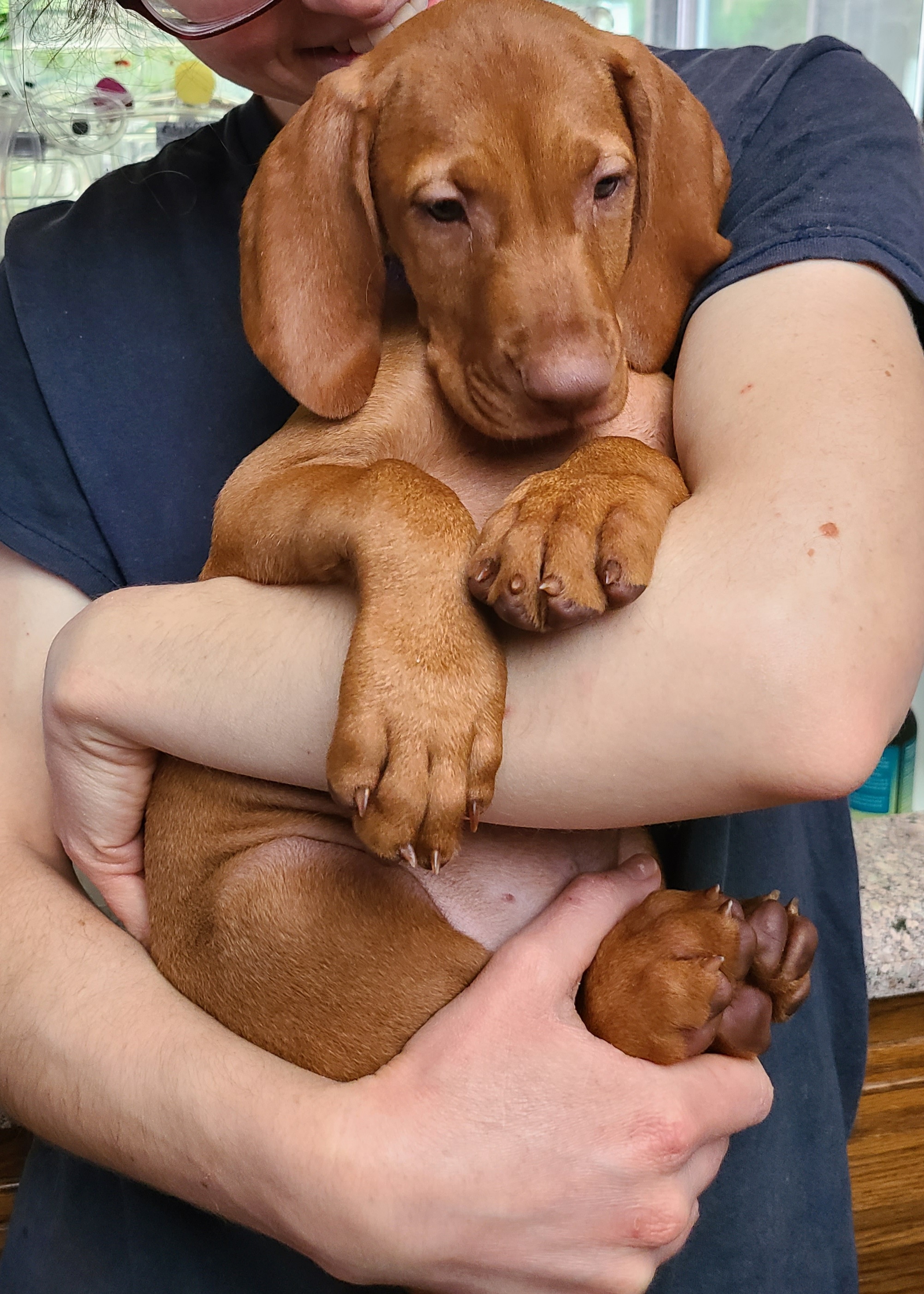 Girl 1 - Golden rust female Vizsla puppy in Bellingham, Washington from Mountain View Vizslas