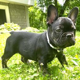 Tito - Brindle male French Bulldog puppy in Alexandria, Minnesota from Camarra King