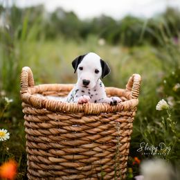 Dalmatian Puppies from CountrySide Dalmatians