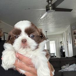 Reese's - Liver and white male Shih Tzu puppy in Hermiston, Oregon from Butterfly Shih Tzu Pups