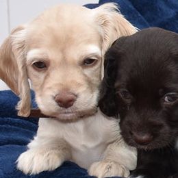 Cockapoos from There's no place like home spaniels