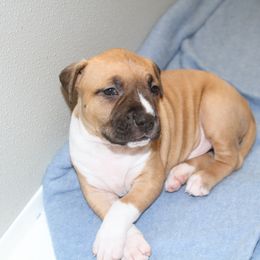 American Staffordshire Terrier Puppies from Diane Guilmette