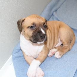 American Staffordshire Terrier Puppies from Diane Guilmette