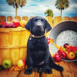 Labrador Retriever Puppies from Harrison's Lakeside Labradors