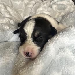 Pumbaa - Black and tan male Pembroke Welsh Corgi puppy in Washington from KB Corgis