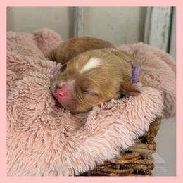 Girl 1 - Ruby female Cavachon puppy in Smoot, Wyoming from Designer Mountain Mutts