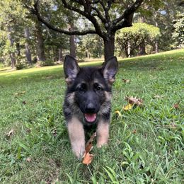 PeachPitBoss - Black and tan German Shepherd puppy in Mc Donough, Georgia from Barick German Shepherds