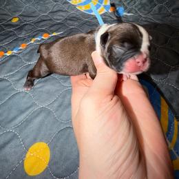 Boomer - Seal and white male Boston Terrier puppy in Ringgold, Georgia from A-K Boston Terriers