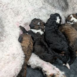 Bernedoodle puppies from Harpers Ferry Doodles