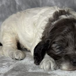Aussiedoodles, Cockapoos, Maltese, Maltipoos, and Poodles from Tabler Family Puppies