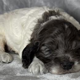 Aussiedoodles, Cockapoos, Maltese, Maltipoos, and Poodles from Tabler Family Puppies