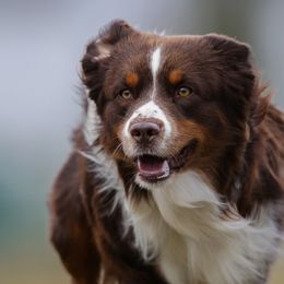 Cinch - Miniature American Shepherd