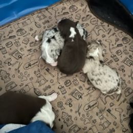 Miniature Australian Shepherd Puppies from Amberwood DD Aussies