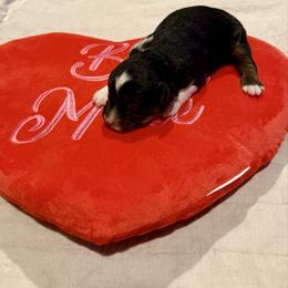 Esme - Black tri-color female Aussiedoodle puppy in Grants Pass, Oregon from Woodwind Miniatures