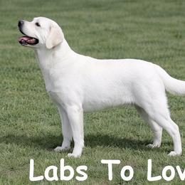 Labrador Retriever puppies from Labs To Love