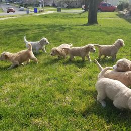 Goldendoodle Puppies from Masondixondoodles