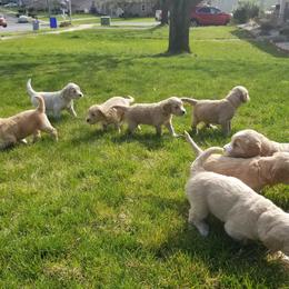 Goldendoodle Puppies from Masondixondoodles