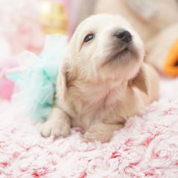 Izzie - Cream female Dachshund puppy in Big Rapids, Michigan from 30 Acre Woods Dachshunds