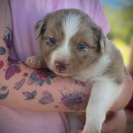 Oats - Red merle female Border Collie puppy in North Lakeport, California from Wild Rose Ranch