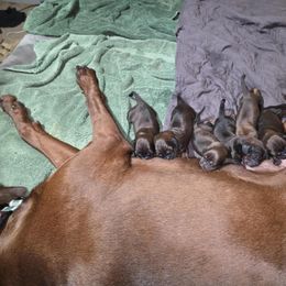 Girl 3 - Red female Redbone Coonhound puppy in Lebanon, Tennessee from Cedar Forest Redbones