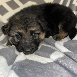 White - Black and tan female German Shepherd puppy in Enid, Oklahoma from Vom Holtzinger German Shepherds