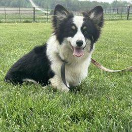American Corgi and Pembroke Welsh Corgi Puppies from Beebe’s Corgis