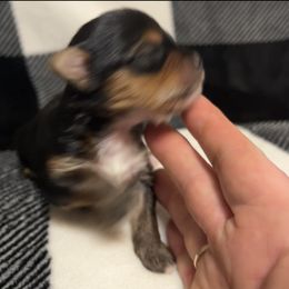 Yorkshire Terrier Puppies from Sweet Soul Yorkies