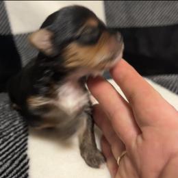 Yorkshire Terrier Puppies from Sweet Soul Yorkies