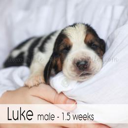 Luke - Black white and brown male Basset Hound puppy in Jefferson City, Missouri from Triple Hill Farm