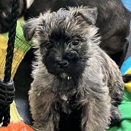 Huey - Wheaten brindle male Cairn Terrier puppy in Shell Knob, Missouri from Stoneridge Kennel