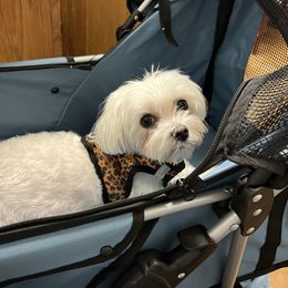 Keisy - Maltese