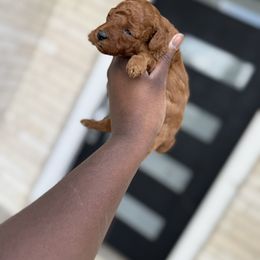 Alice - Red  female Poodle puppy in Texas from Zoway's Poodles