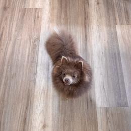 Chanel - Pomeranian