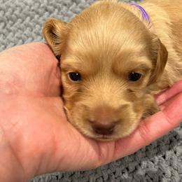 Girl 1 - Cream female Dachshund puppy in Gulfport, Mississippi from Susan's Dachshunds