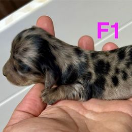 Dolly's female 1 - Dapple female Dachshund puppy in Rattan, Oklahoma from Burgett’s Barnyard Dachshunds