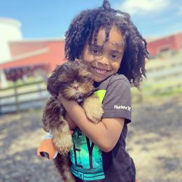 Shih Tzu Puppies from Crown & Tress Shih Tzu