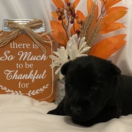 Scottish Terrier Puppies from Starlight Scotties