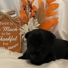 Scottish Terrier Puppies from Starlight Scotties