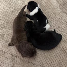 Newfoundland Puppies from Amanda Robinson