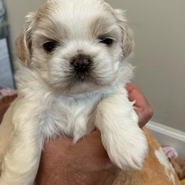 Boss hog - Cream and white male Shih Tzu puppy in Fountain, Florida from Simply Shih Tzu