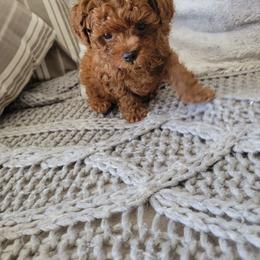 Poodle Puppies from Shawna