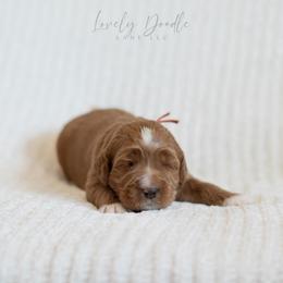 Orange Collar Boy - Caramel red male Australian Labradoodle puppy in Thousand Oaks, California from Lovely Doodle Lane